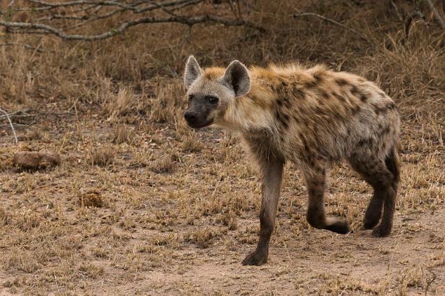 124 Zuid-Afrika, Sabi Sand Game Reserve, gevlekte hyena.jpg